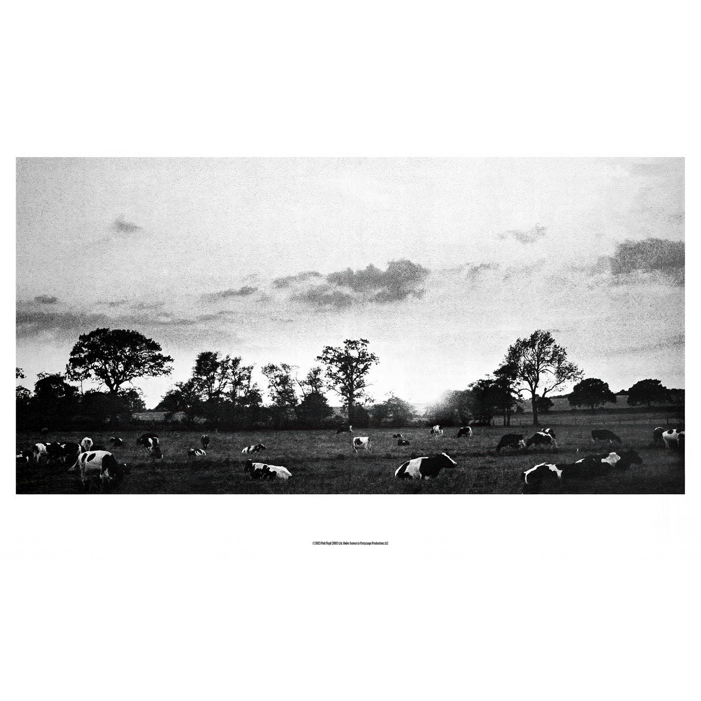 Cow Field  Fine Art Print