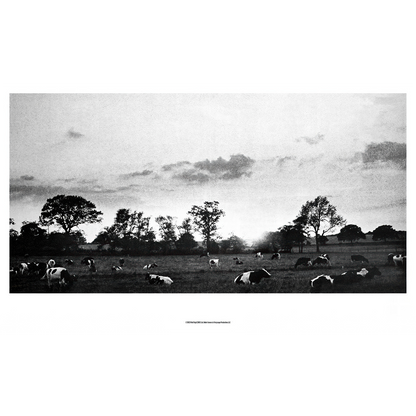 Cow Field  Fine Art Print