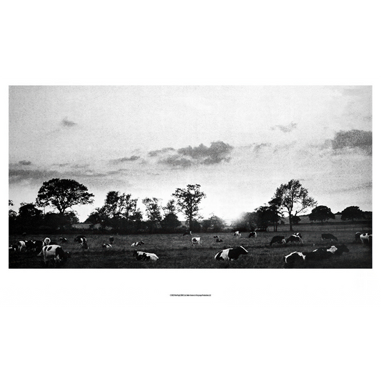 Cow Field  Fine Art Print