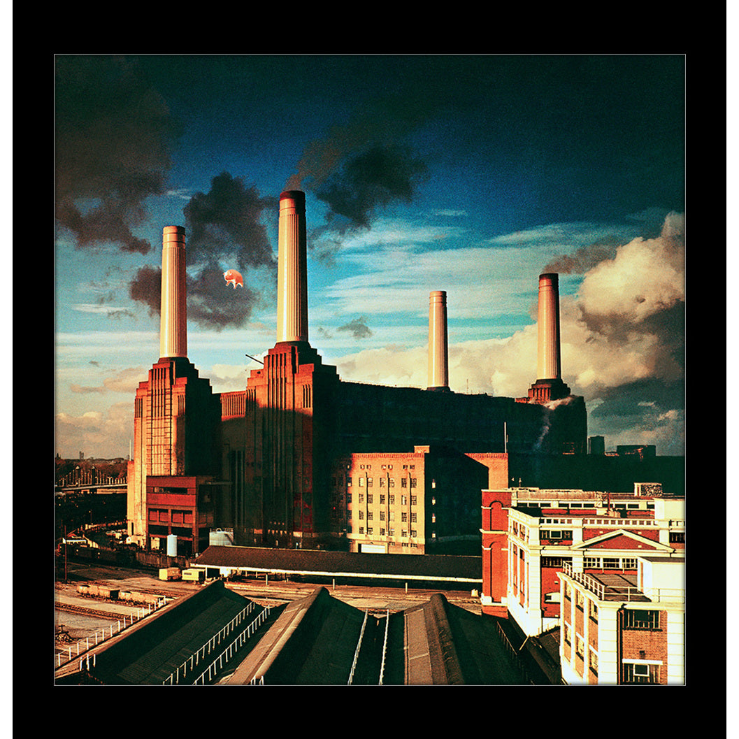 Animals 12x12 Framed Print