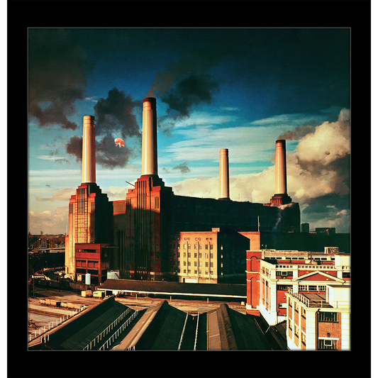 Animals 12x12 Framed Print