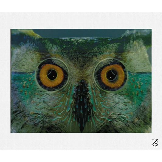 Owl Eyest Fine Art Print
